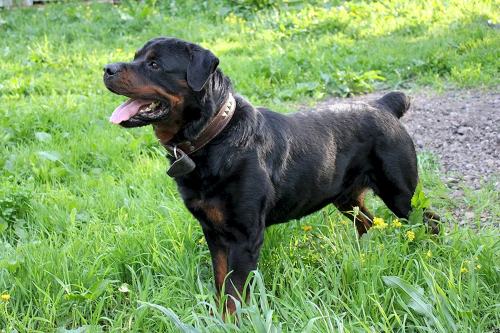 Ungekaufter Rottweiler