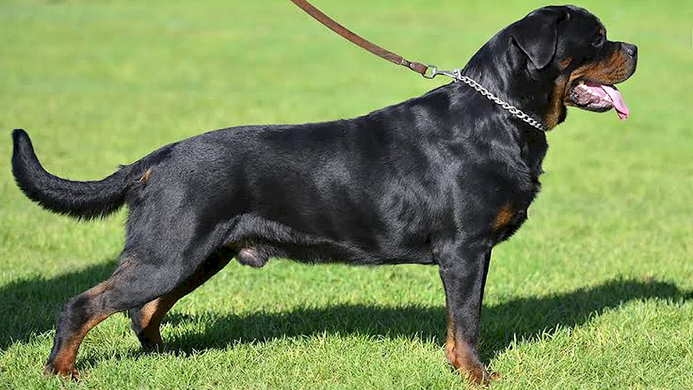 Ungekaufter Rottweiler