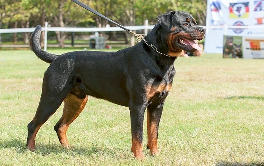 Ungekaufter Rottweiler