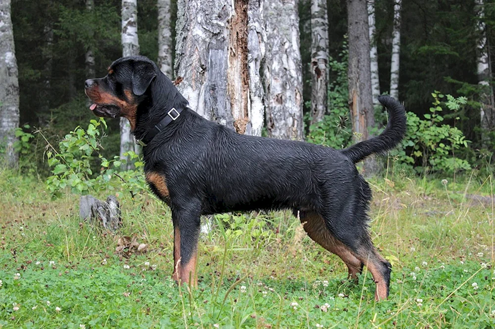 Ungekaufter Rottweiler