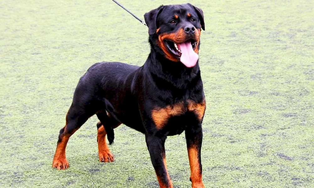 Hund Rottweiler