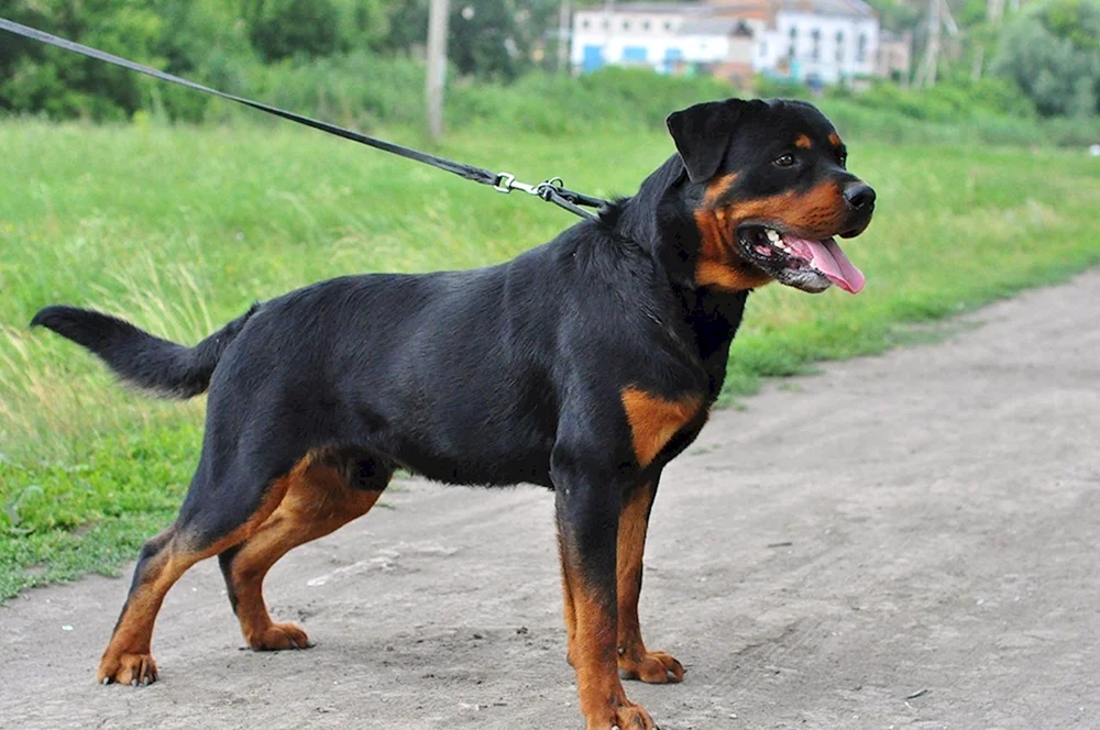 Gekaufter Rottweiler Schwanz