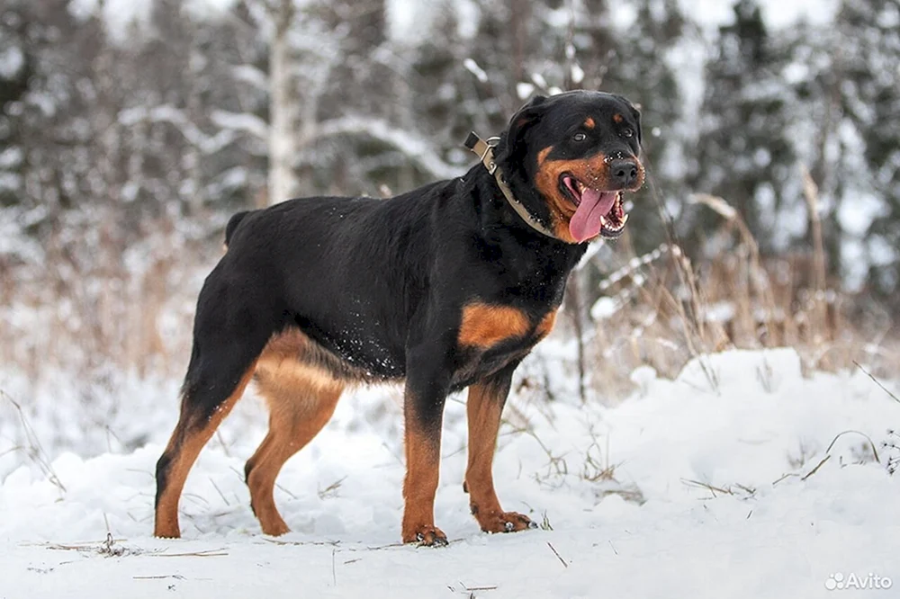 Rottweiler gekauft