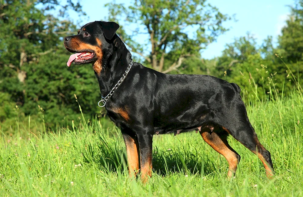 Chocolate Rottweiler
