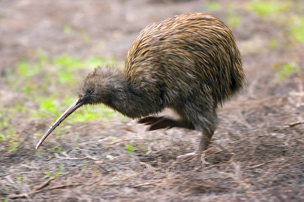 Nichtfliegende Kiwi-Vögel