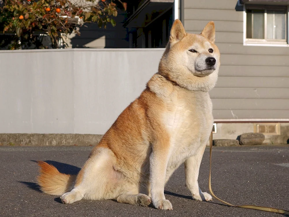 Deutscher Akita und japanischer Akita