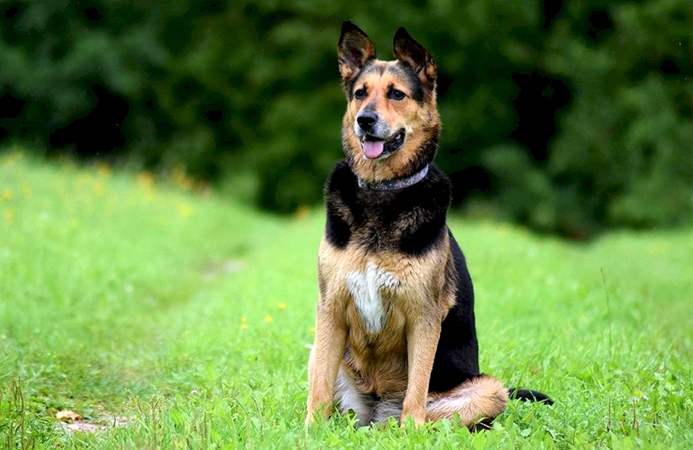 Deutscher Schäferhund