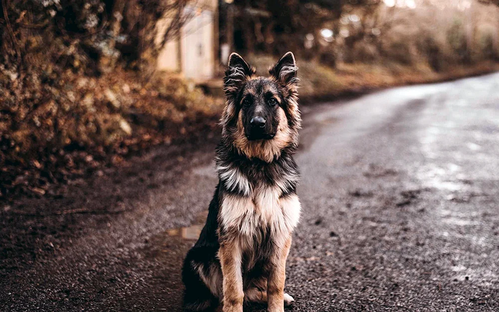 Deutscher Schäferhund