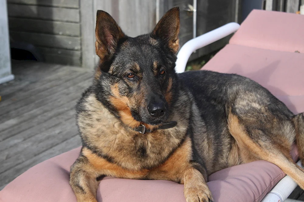 Deutscher Schäferhund Tschistokrowka