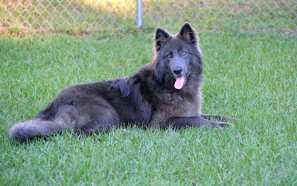 Deutscher Schäferhund agouti