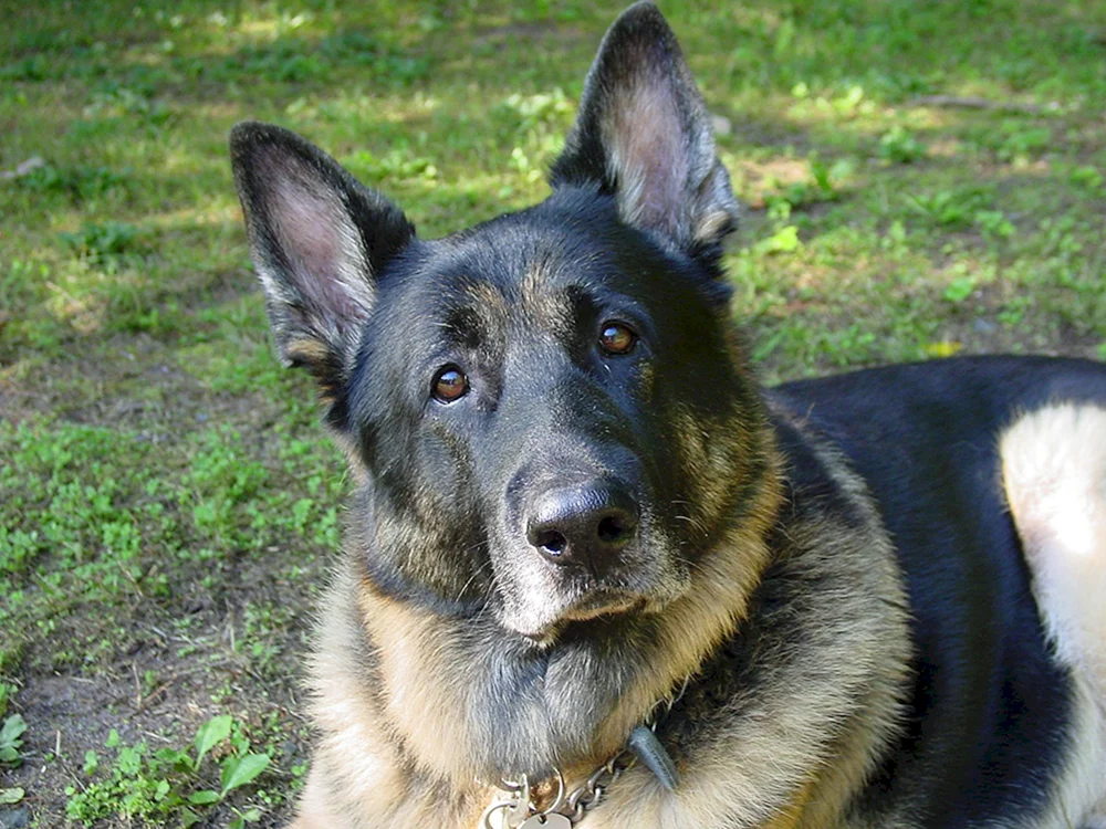 Deutscher Schäferhund Agouti