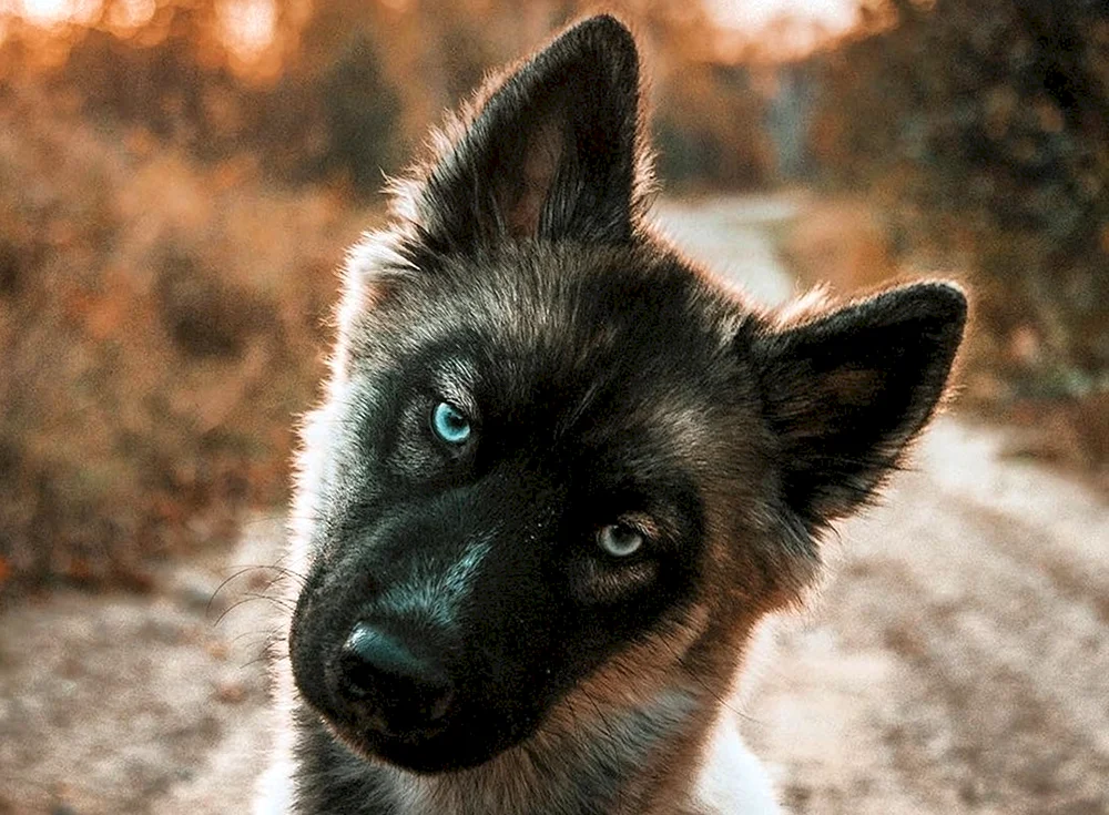 Deutscher Schäferhund Blue Bye Shepherd