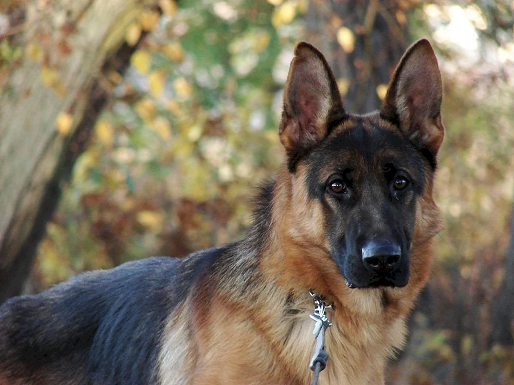 Was füttert man einem Schäferhund