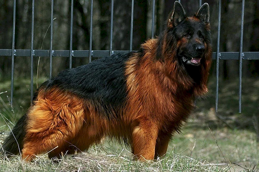 Reinrassiger Deutscher Schäferhund