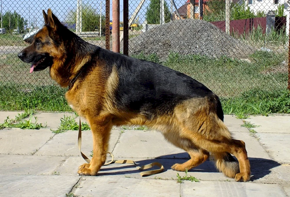 Zonar Deutscher Schäferhund Hund