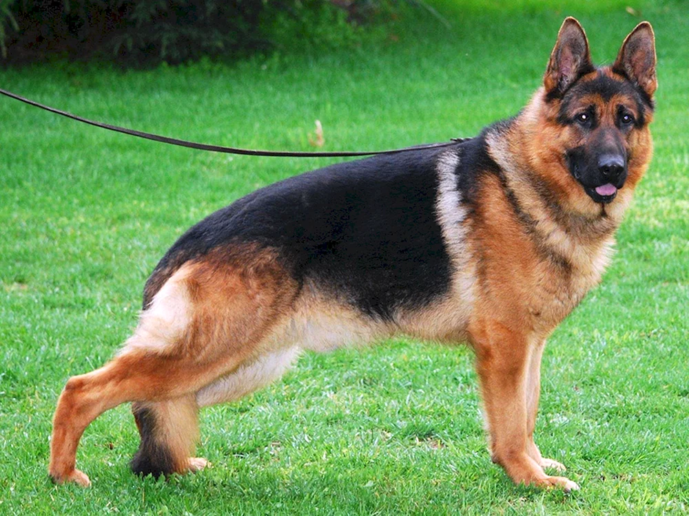 Cheprachal Deutscher Schäferhund