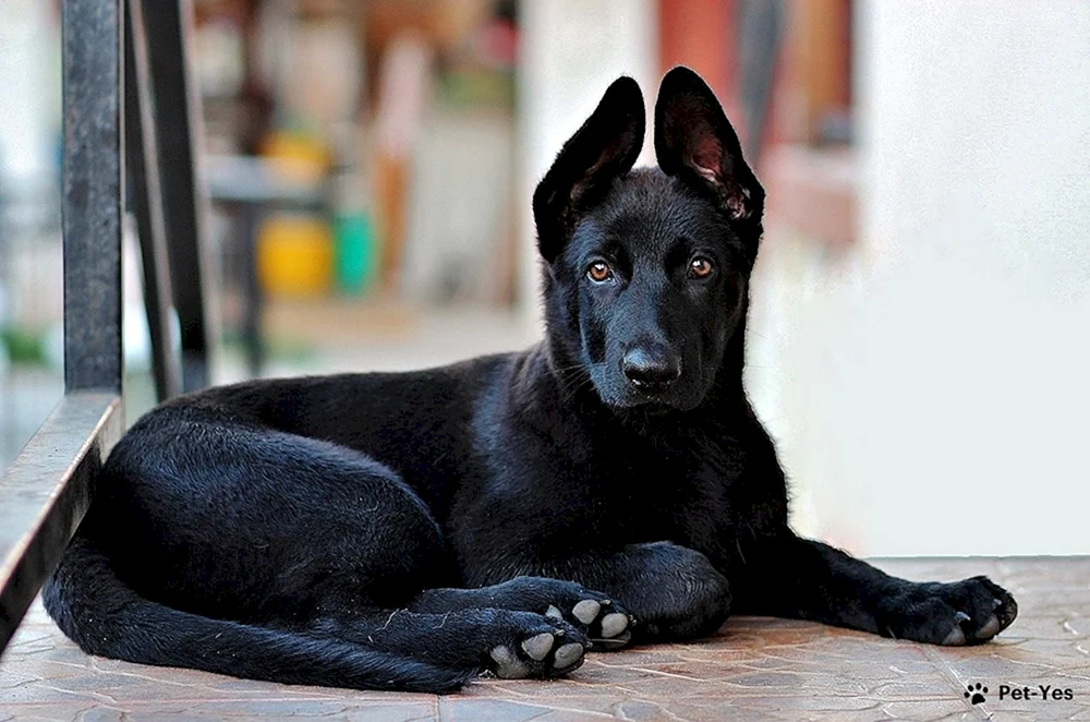 Östlicher Europäischer Schäferhund Schwarz