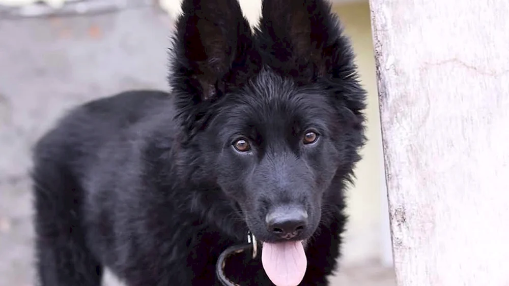 Deutscher schwarzer Kurzhaar-Schäferhund
