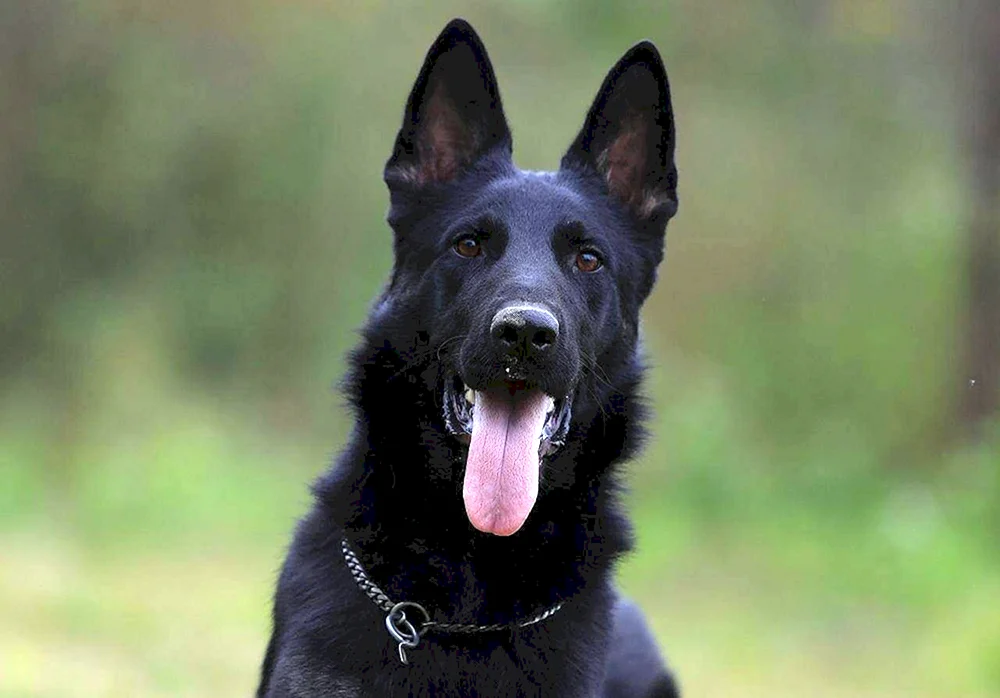 Deutscher schwarzer Schäferhund. schwarz