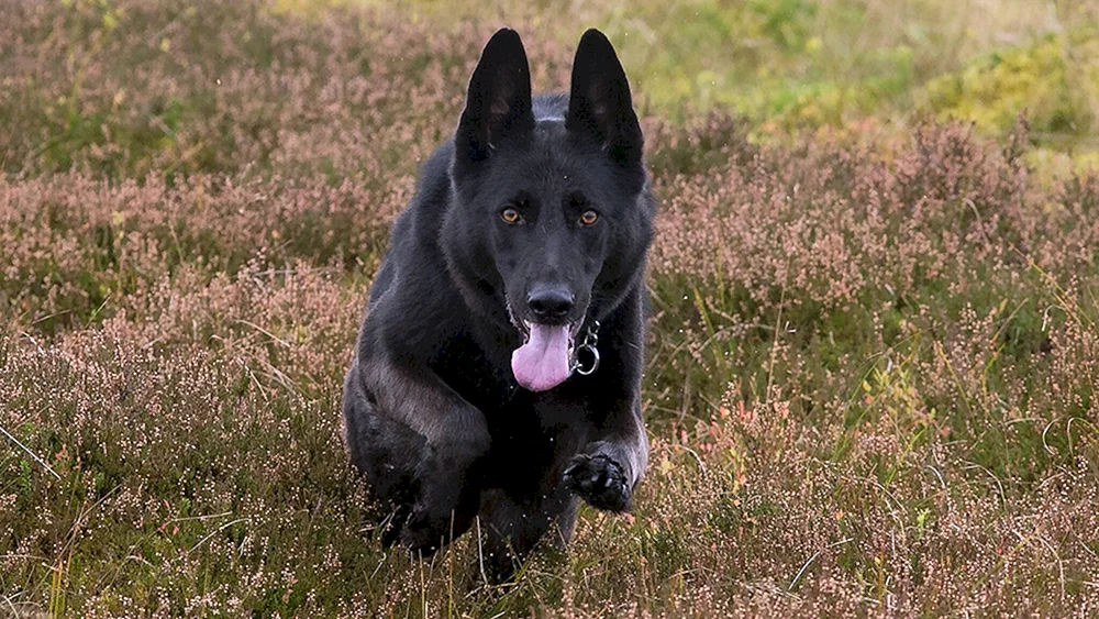 Deutscher Schäferhund Schwarz
