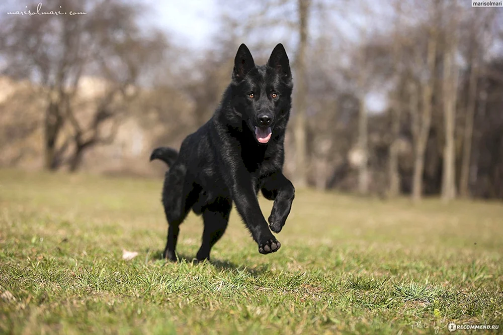 Deutscher Schäferhund Schwarz