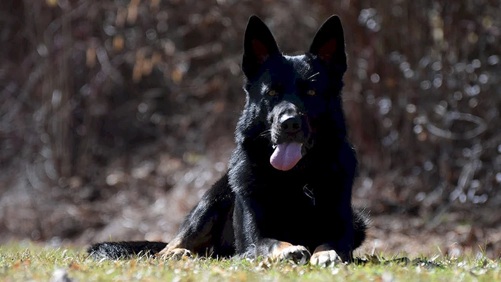 Belgischer Schäferhund Schwarz glatthaarig