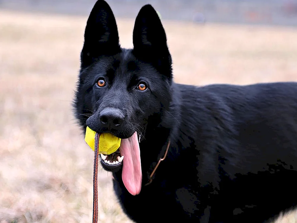 Deutscher Schäferhund Schwarz
