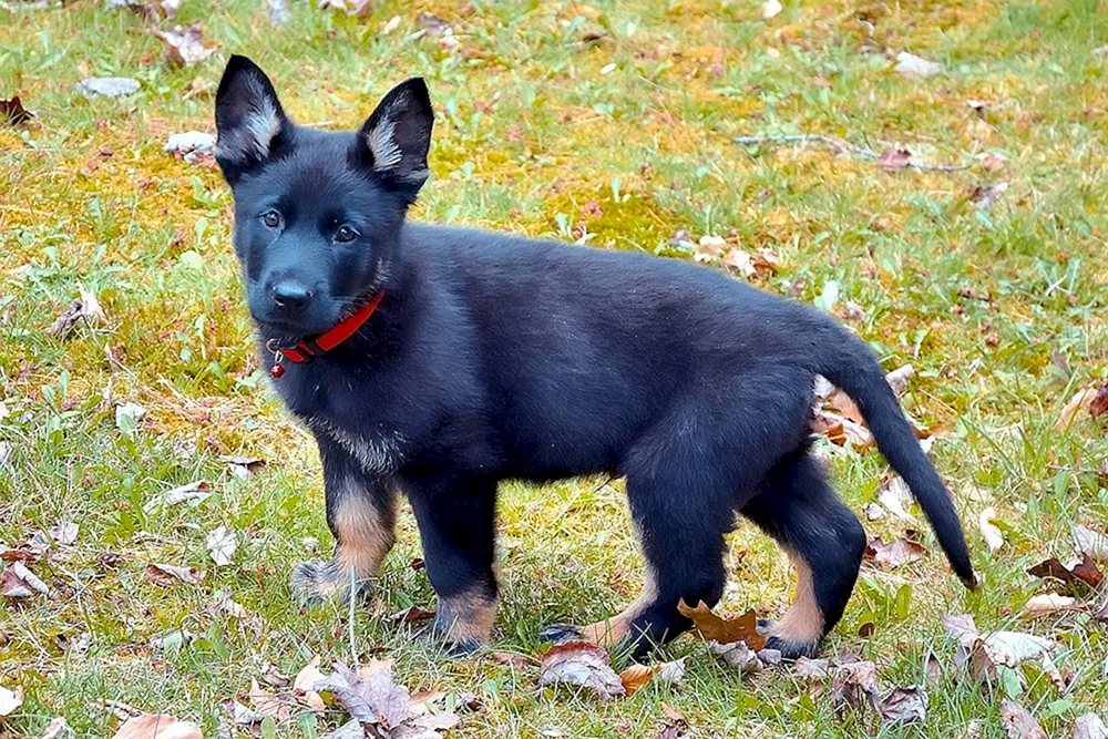 Deutscher Schäferhund Schwarz