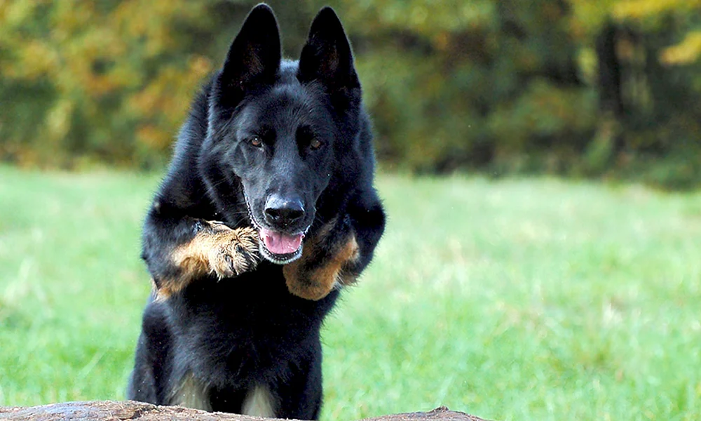 Belgischer Schäferhund Schwarz Kurzhaar