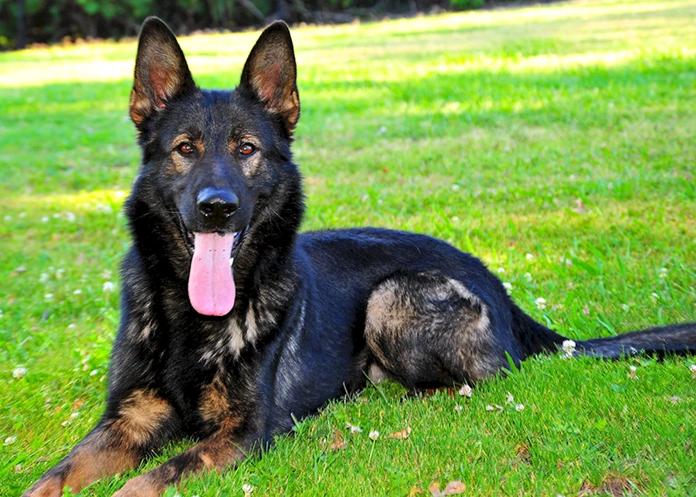 Deutscher Schäferhund Schwarz