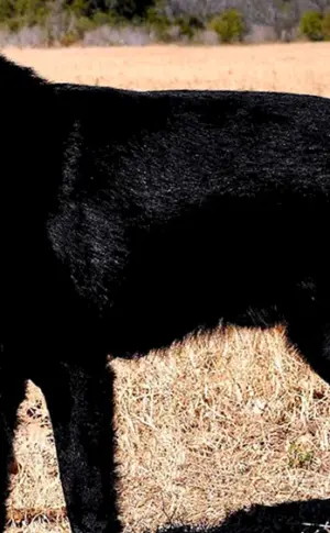 Deutscher Schäferhund schwarz