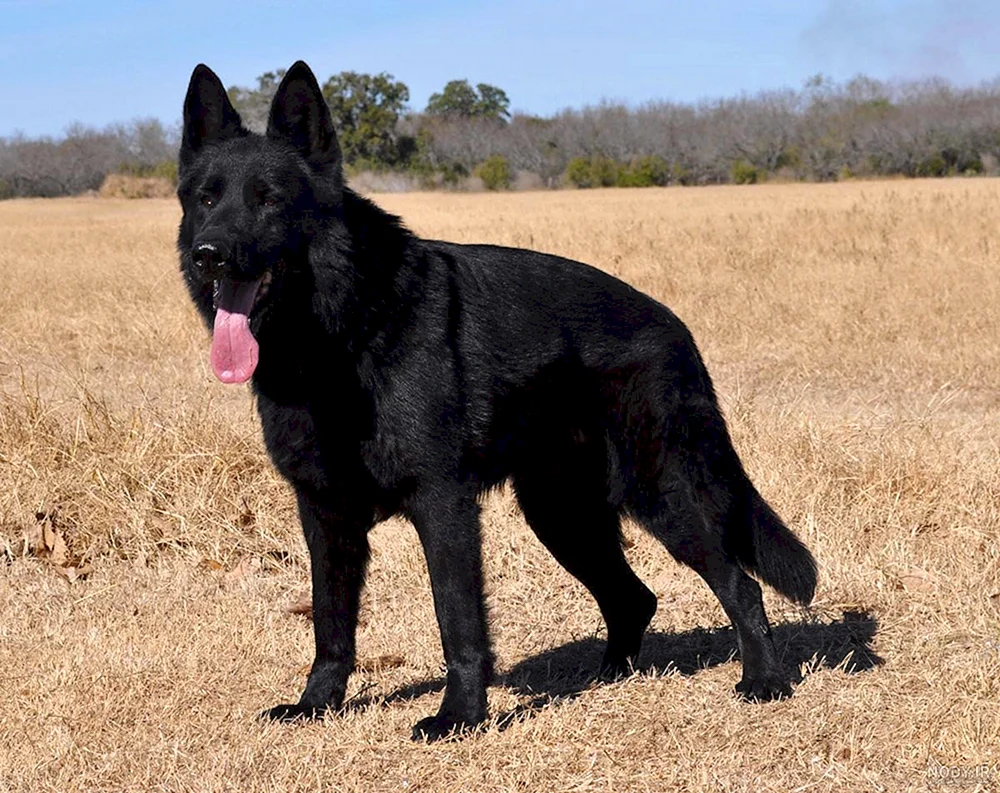 Deutscher Schäferhund Schwarz