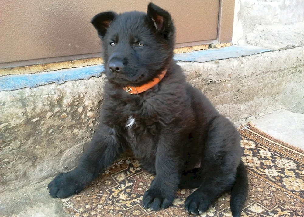 Schwarzer Deutscher Schäferhund Welpe