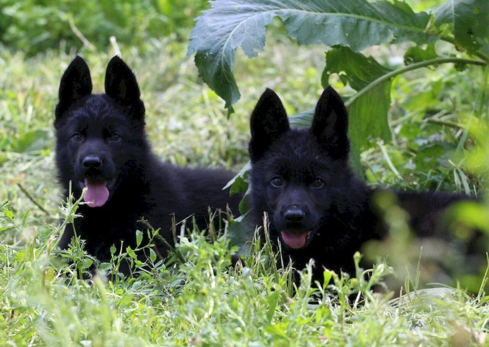 Schwarzer Deutscher Schäferhund Welpen