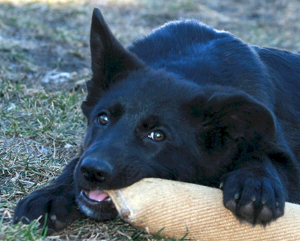 Schwarzer Deutscher Schäferhund Welpen 1 Monat alt