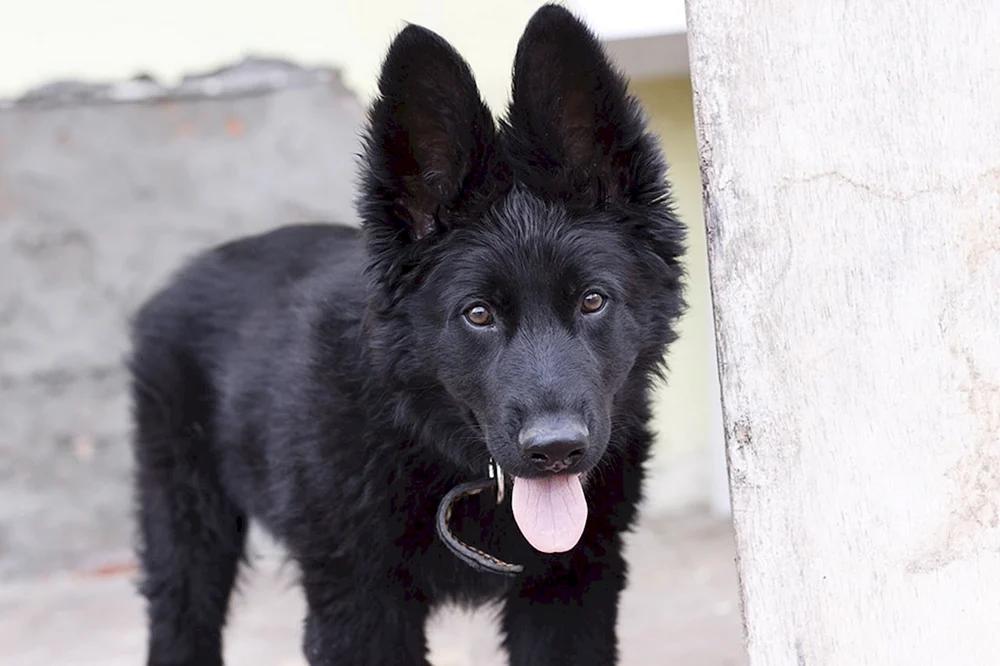 Labrador und Schäferhund Welpen