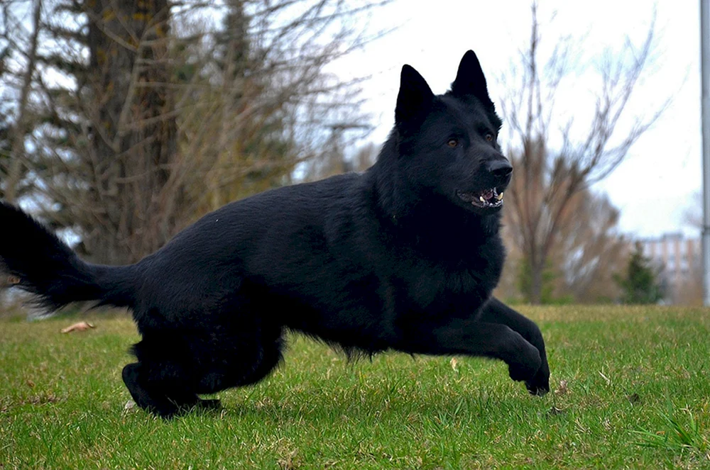 Deutscher Schäferhund schwarz