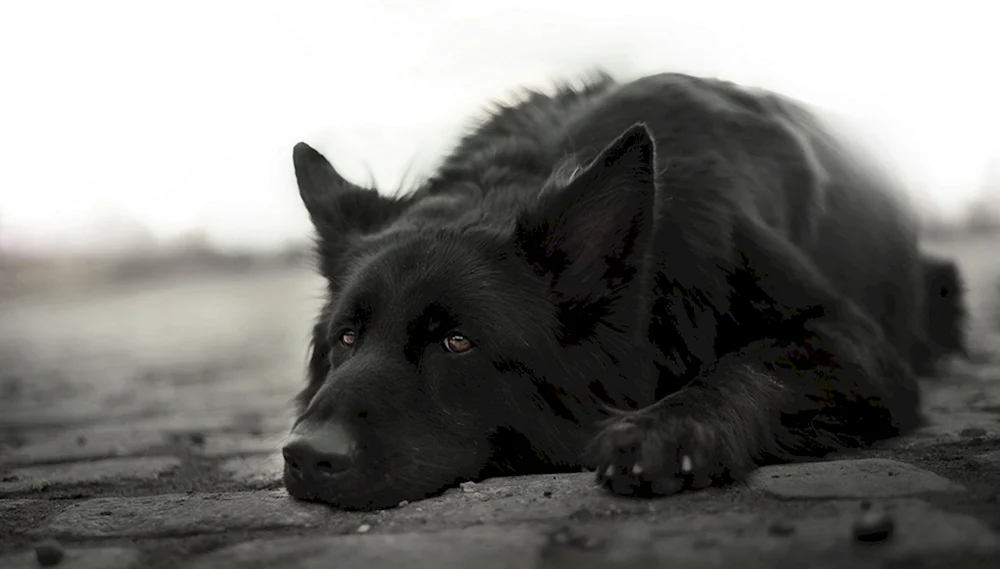 Deutscher Schäferhund schwarz