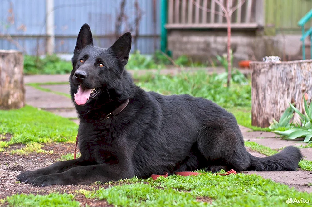 Deutscher Schäferhund schwarz