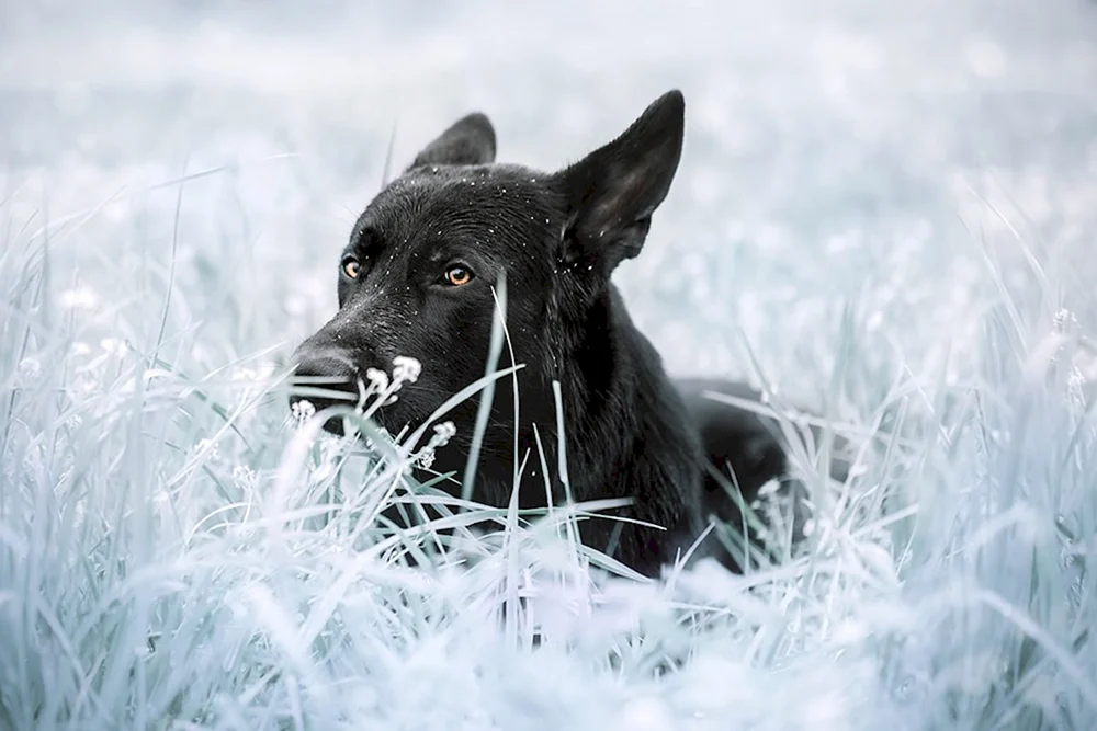 Deutscher Schäferhund schwarz