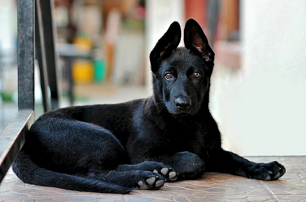 Deutscher Schäferhund schwarz
