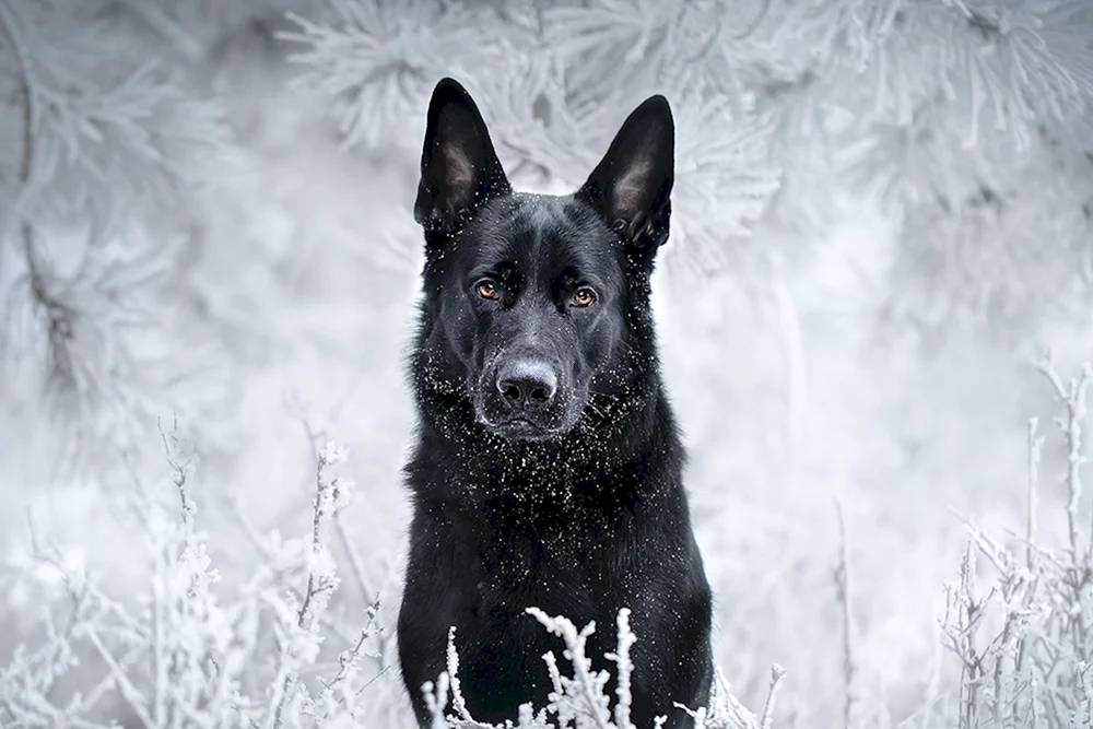 Wolfshund Schäferhund Osteuropäischer Schäferhund Schwarz