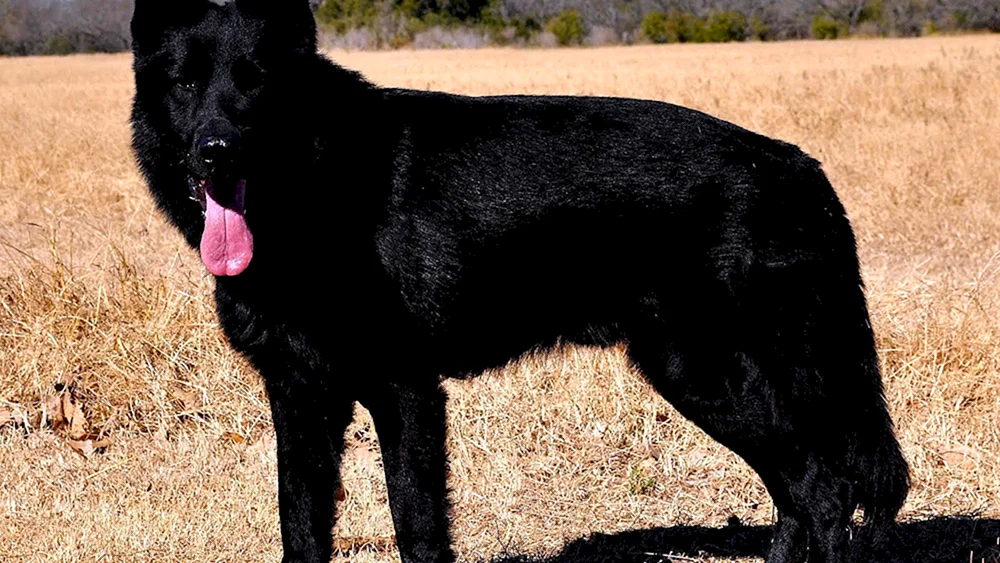 Osteuropäische Schäferhunde Europäischer Schäferhund Schäferhund cheprak