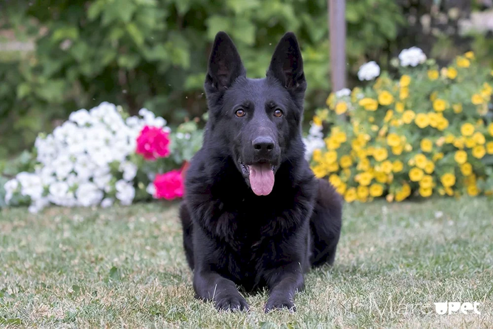Deutscher Schäferhund schwarz