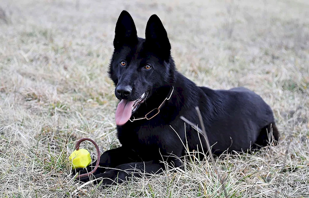 Deutscher Schäferhund schwarz