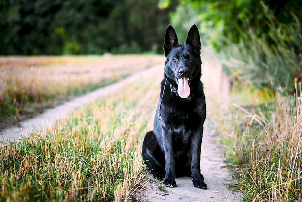 Belgischer Schäferhund schwarz schwarzer Kurzhaar-Schäferhund