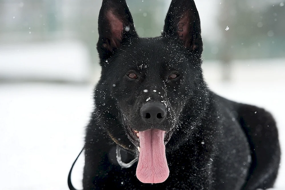 Deutscher schwarzer Kurzhaar-Schäferhund