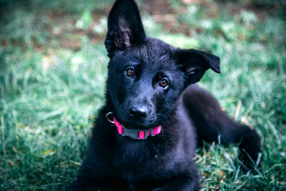 Deutscher Schäferhund schwarz