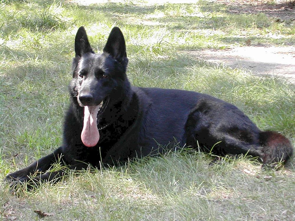 Osteuropäischer Schäferhund Schwarz