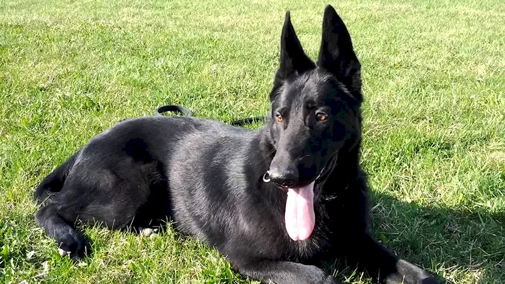 Deutscher Schäferhund Schwarz
